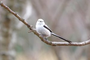 LINE_ALBUM_スノーシューPR用写真_251203_10