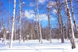 LINE_ALBUM_スノーシューPR用写真_251203_4