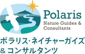 Polaris_yoko2_0